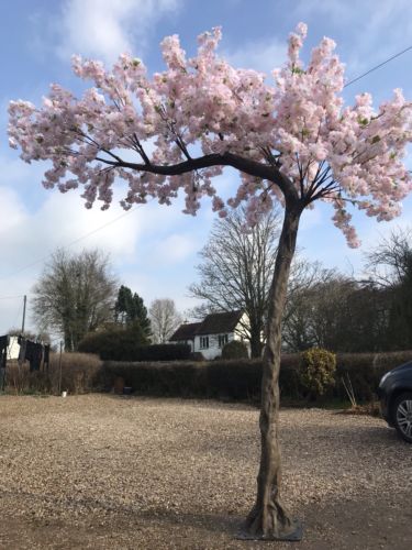 blossom canopy